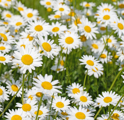 Bl  hende Margeriten  Leucanthemum  im Fr  hling