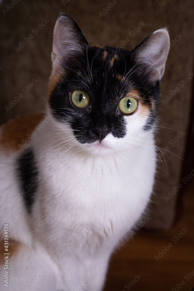 portrait of a tricolor cat with yellow eyes