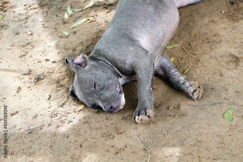 sleeping baby Pitbull - mini monster sleeping baby Pitbull - mini monster