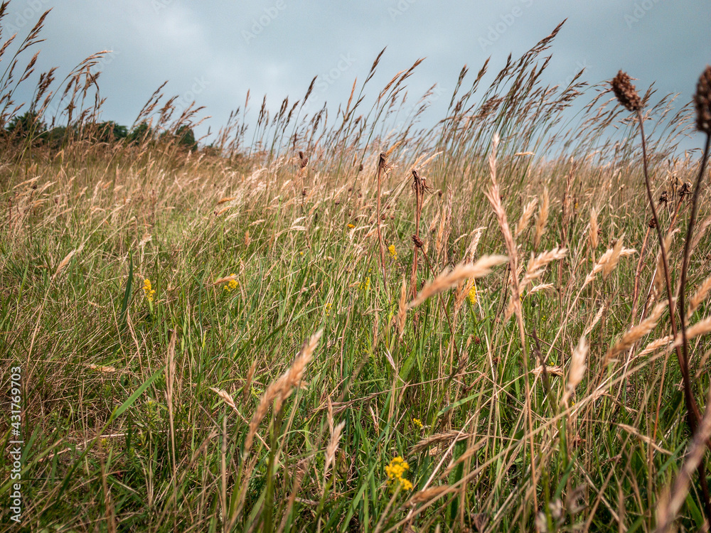 Fototapeta premium Grass in the wind