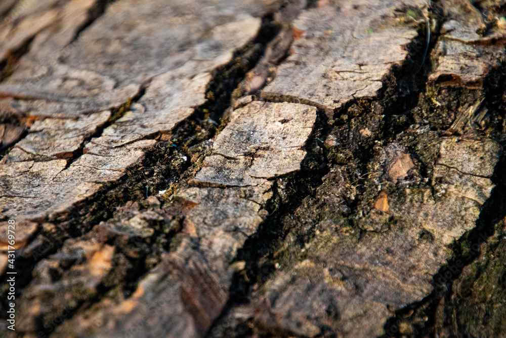 bark of a tree bark of a tree