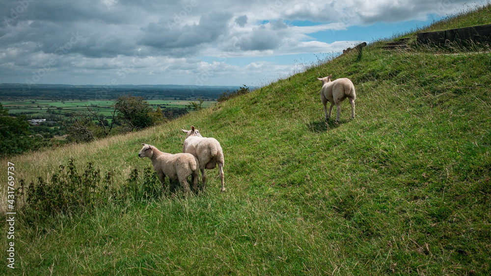Fototapeta premium Sheep in the mountains