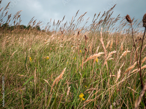 Grass in the wind