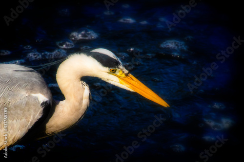 heron on the water