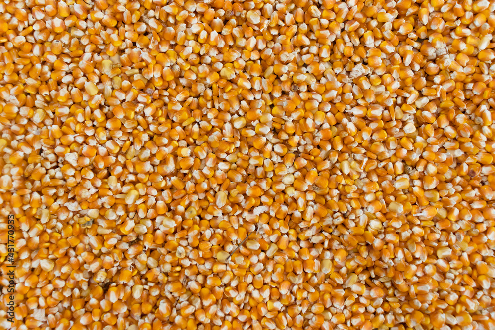 Close up of corn kernels Close up of corn kernels