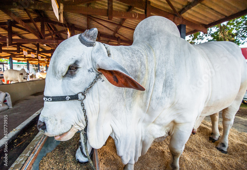 Valokuva Bovine. Ox confinement farming. Livestock. Nellore.