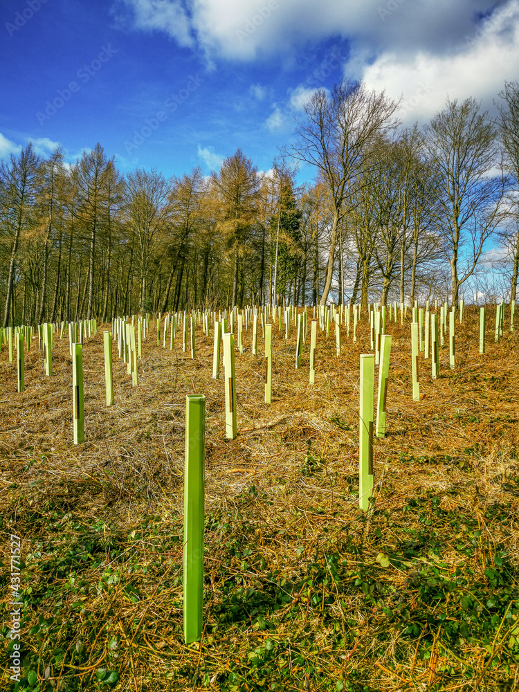 Fototapeta premium New tree plantation