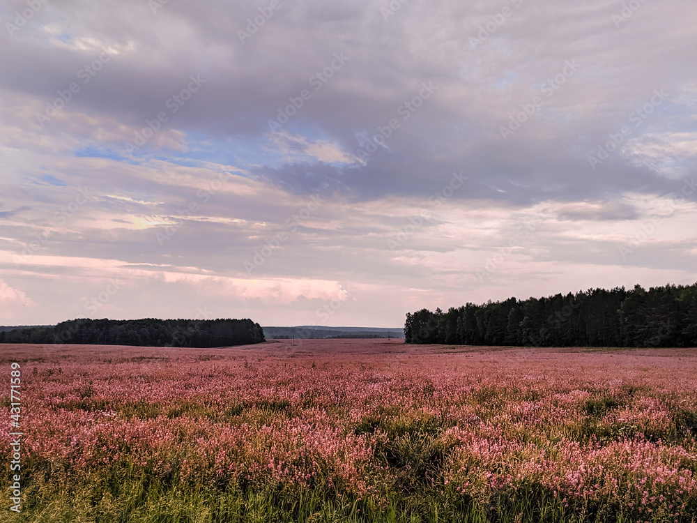 Field of pink willow-herb flowers. Fireweed flowers, forest, hills and cloudy sky in the background
