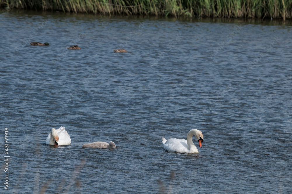  Mute Swans (Cygnus olor) with cygnet in lake, Schleswig-Holstein, Germany