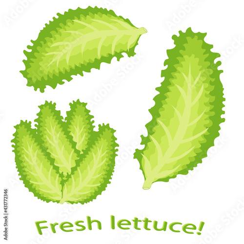 Green lettuce leaf. Vector illustration of green vegetables leaves.