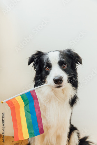 Fototapeta Naklejka Na Ścianę i Meble -  Funny cute puppy dog border collie holding LGBT rainbow flag in mouth on white background at home indoor. Dog Gay Pride portrait. Equal rights for lgbtq community concept.