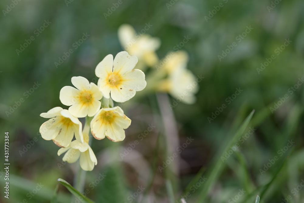 BlühendeHimmelschlüssel im Frühling