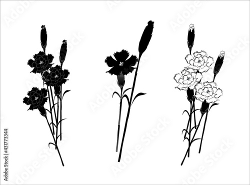 Set of flowers dianthus Icon Isolated on White Background. Vector silhouette drawing. 