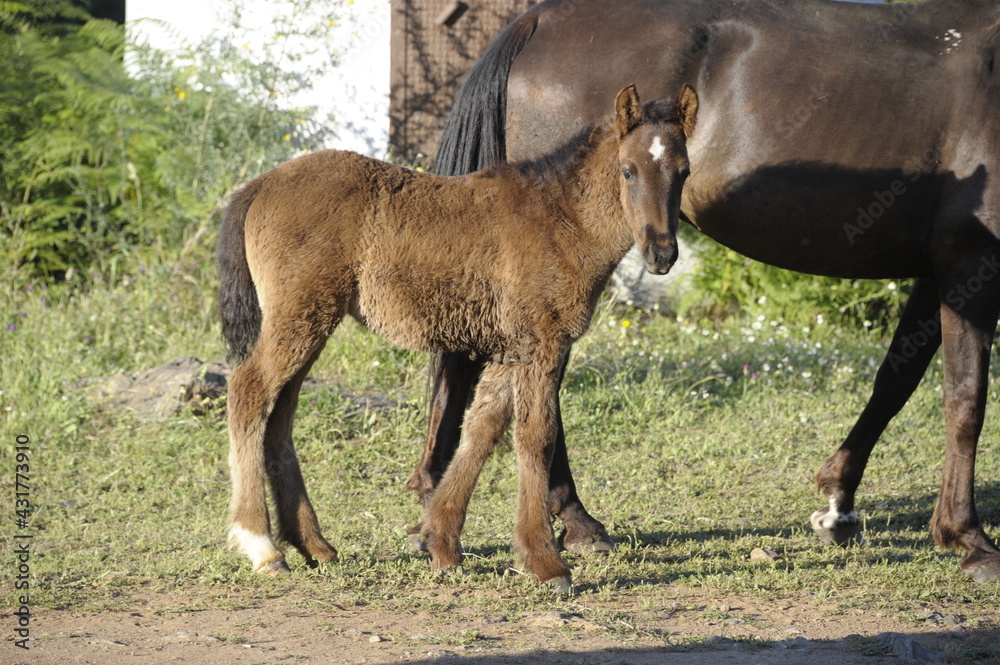 Fototapeta premium Potro