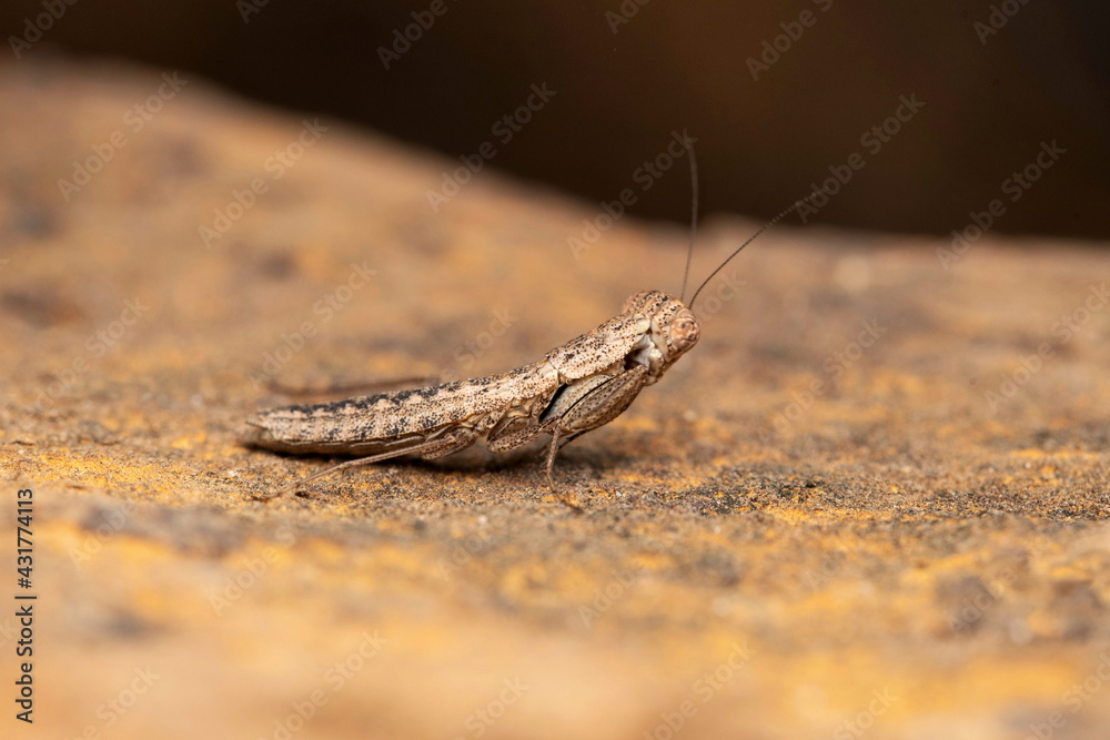 Lateral of juvenile Indian Bark Mantis, Humbertiella indica, Liturgusidae, Lonand, Maharashtra, India Lateral of juvenile Indian Bark Mantis, Humbertiella indica, Liturgusidae, Lonand, Maharashtra, India