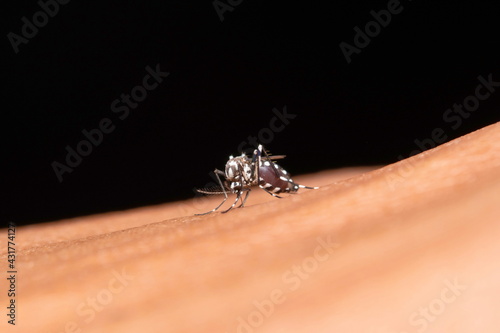 Malaria mosquito, Anopheles culicifacies, Satara, Maharashtra, India