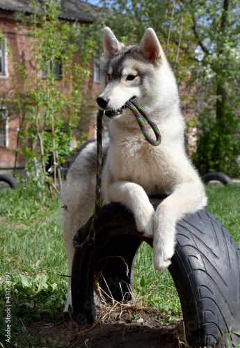 a gray dog of the Siberian Husky breed holds a leash in its mouth and lies leaning on a car tire dug into the ground in the yard 