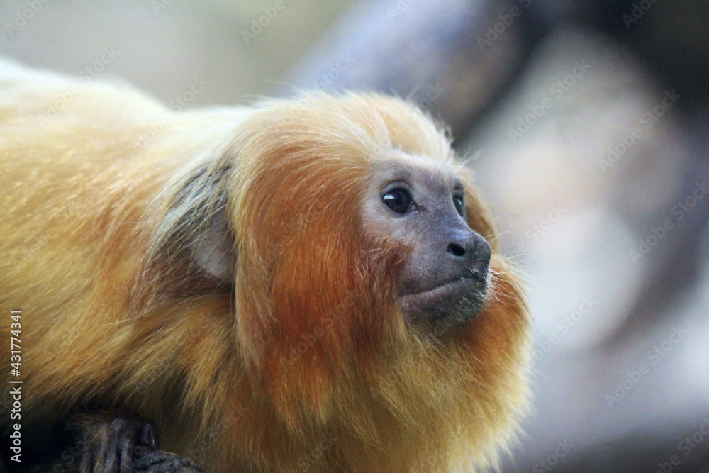 Golden lion tamarin, Leontopithecus rosalia also known as the golden marmoset. Native to the coastal forests of Brazil. Endangered species Golden lion tamarin, Leontopithecus rosalia also known as the golden marmoset. Native to the coastal forests of Brazil. Endangered species