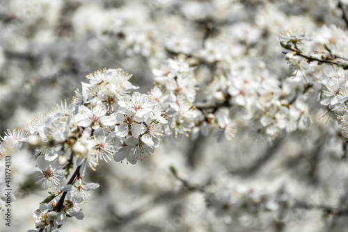 białe kwiaty, kwitnące drzewa, wiosna, wszystko kwitnie. Spring, the blooming trees, white flowers.