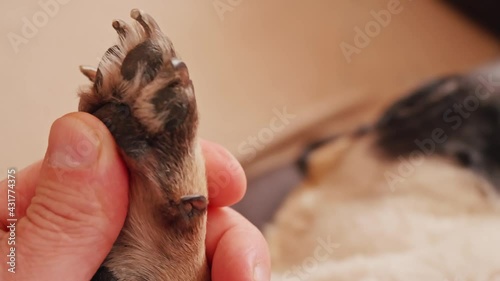 Close up of man hand touching dog paw. Massage for a domestic animal.