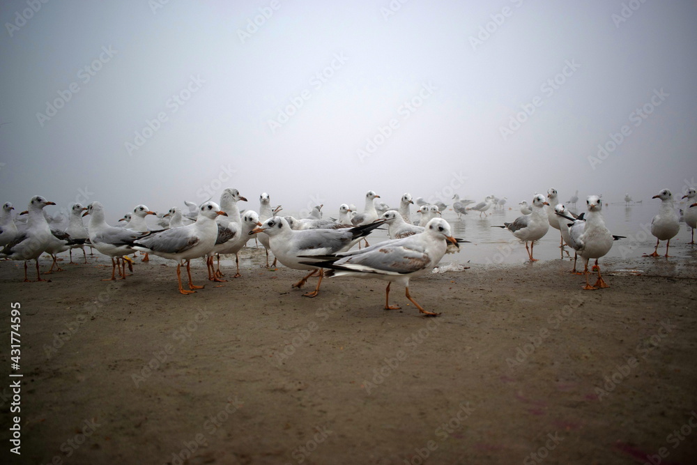 Fototapeta premium Low angle shot of flock of Seagulls