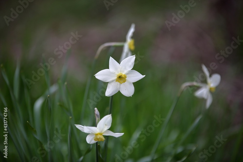 Wild Narcissus close up in the field