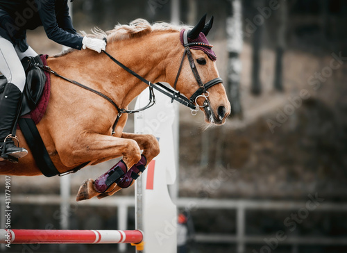 The red horse overcomes an obstacle.Show jumping