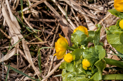 Marsh Marigold (Caltha palustris) in park, Central Russia