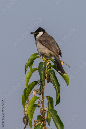 White-eared bulbul (Pycnonotus leucotis) on the top of the tree photo