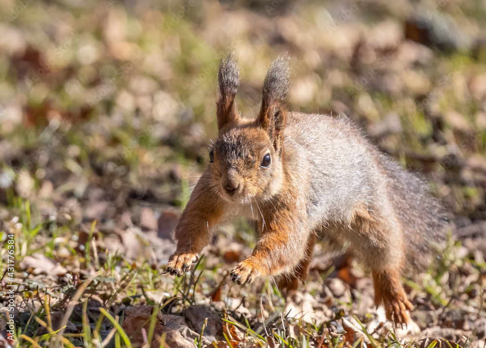 brown squirrel jumping between old leaves brown squirrel jumping between old leaves