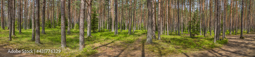 green pine spring forest panorama