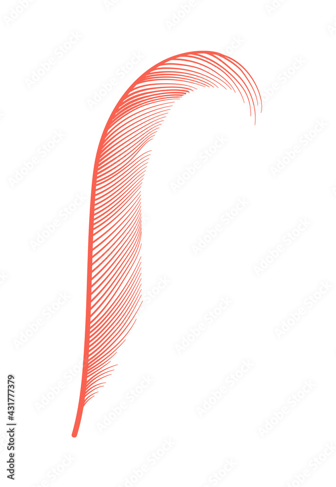 Obraz premium Coral detailed feather of bird. decorative fluffy pink feather of flamingo or goose. Plume icon isolated on white background