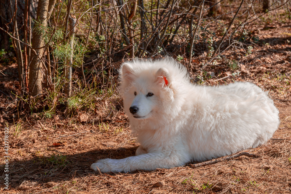 Samoyed dog lies in the forest on the ground covered with pine needles