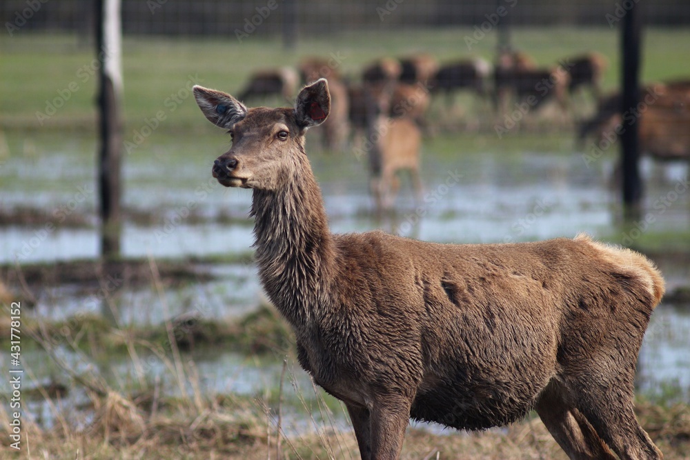 Fototapeta premium Deer farm in Konotop region, Ukraine