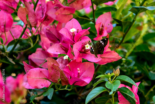 Fotomurale Black butterfly sucking nectar from Bougainvillea plant.