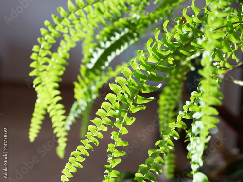 green leaves of indoor plant nephrolepis close up photo
