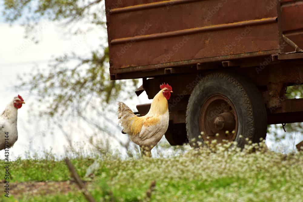 Fototapeta premium Hens walking in the village,wildlife photo