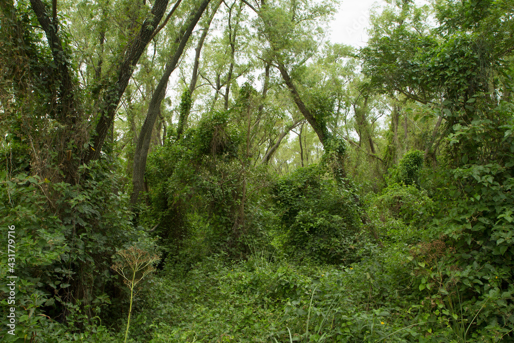 Natural background. Lush vegetation in the jungle. View of the green forest and plants beautiful texture and pattern. Natural background. Lush vegetation in the jungle. View of the green forest and plants beautiful texture and pattern.