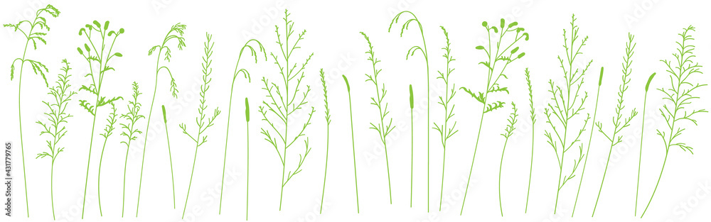 Field and meadow grasses, green contour line. Sketch of medicinal plants, vector drawing.