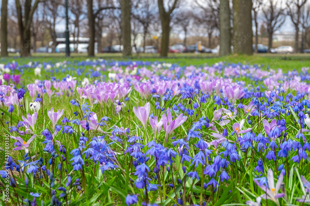 Close-up of the first spring flowers scilla and crocuses in the spring park. Selective focus. Close-up of the first spring flowers scilla and crocuses in the spring park. Selective focus.