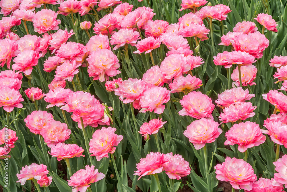 Double late Tulip 'Double Sugar' (Tulipa hybrida) in park Double late Tulip 'Double Sugar' (Tulipa hybrida) in park