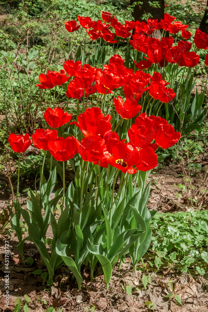 Obraz premium Single Early Tulip 'Escape' (Tulipa hybrida) in park
