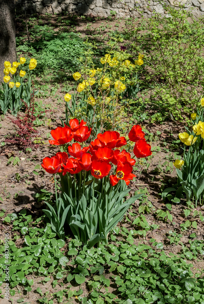 Single Early Tulip 'Escape' (Tulipa hybrida) in park
