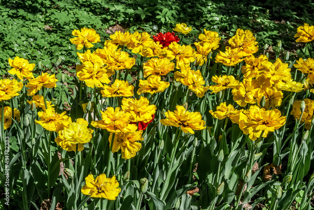 Double late Tulip 'Exotic Sun' (Tulipa hybrida) in park Double late Tulip 'Exotic Sun' (Tulipa hybrida) in park