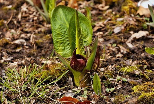 Skunk cabbage (Symplocarpus foetidus) in early spring photo