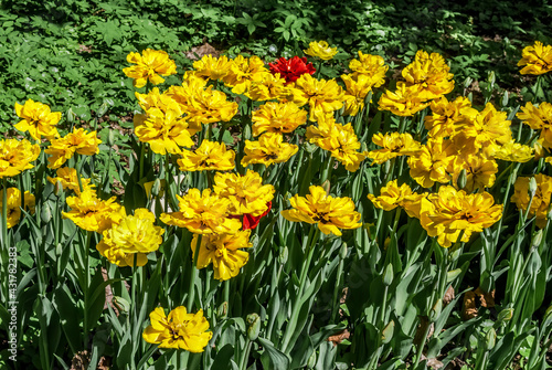 Fototapeta Naklejka Na Ścianę i Meble -  Double late Tulip 'Exotic Sun' (Tulipa hybrida) in park