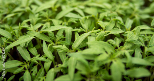 detail of a fertile soil with small seedlings