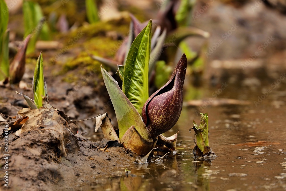 Skunk cabbage (Symplocarpus foetidus) in early spring Skunk cabbage (Symplocarpus foetidus) in early spring