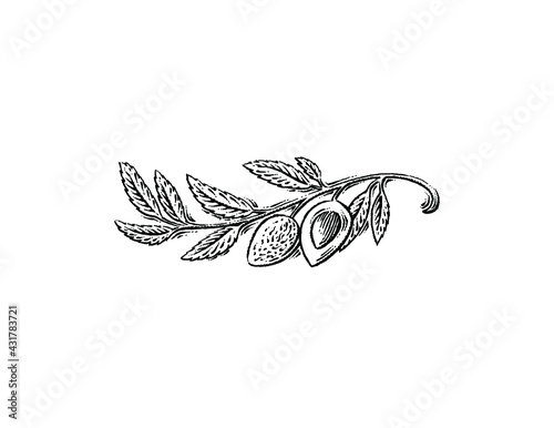 Illustration of almond branch