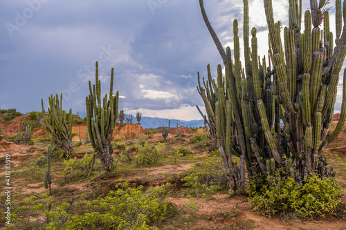 Desert Tatacoa - Desierto de la Tatacoa, Colombia. Amazing dry landcscape strewn with cacti during sunset, dramatic cloudy skies. Dry tropical forest. Parque Nacional Natural Los Nevados, Villavieja